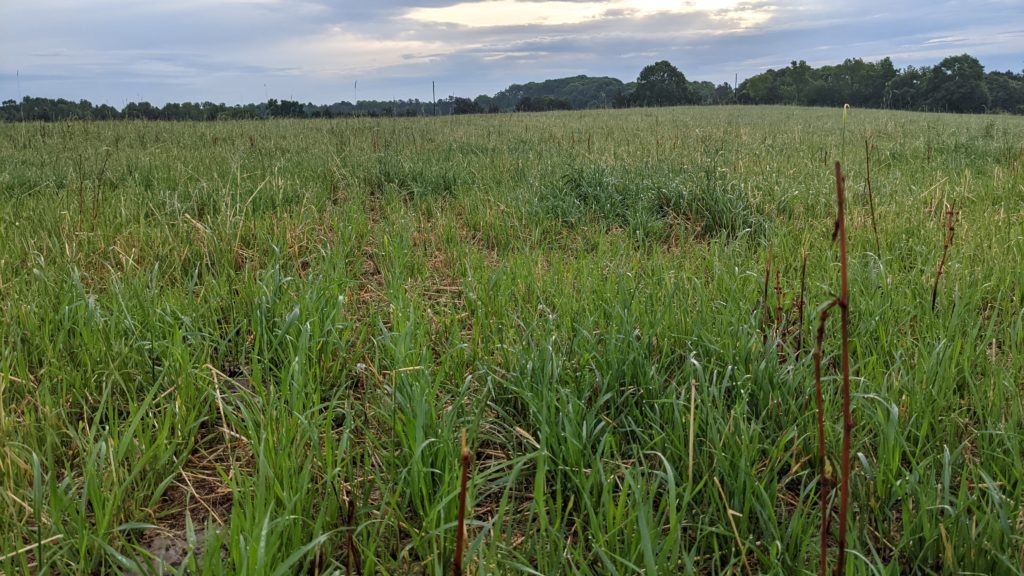 Regenerative agriculture - building soil through mob grazing and grass fed beef production.