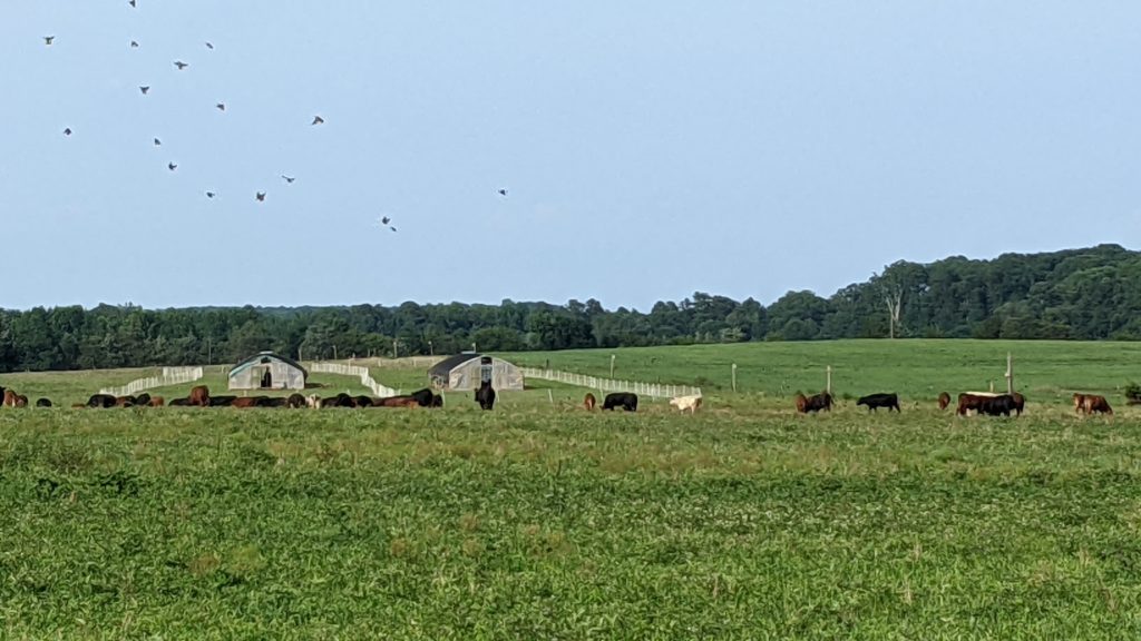multi species grazing