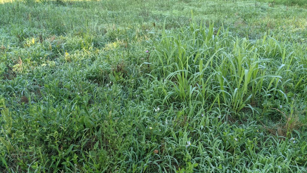 forage diversity mob grazing