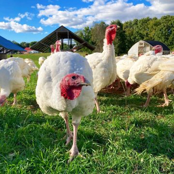 Pastured Turkey